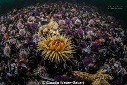 planet OCEAN ... false bay in South Africa: plenty of lif... by Claudia Weber-Gebert 